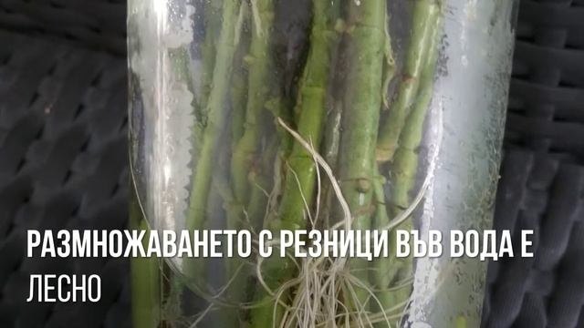 Екзотичния тропически Асклепии Asclepias curassavica - в два цвята - жълтото и оранжево смотреть онлайн