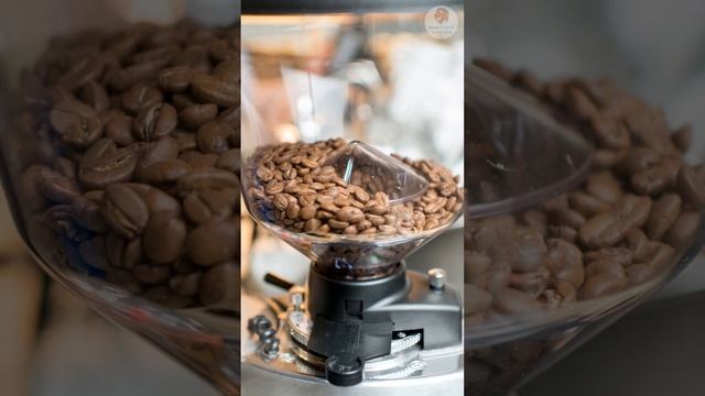 8 Best Coffee Grinder in Singapore 2023 | Simi Best Singapore смотреть онлайн