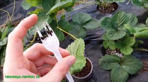 КАК ЛЕГКО УКОРЕНИТЬ РОЗЕТКИ КЛУБНИКИ!?