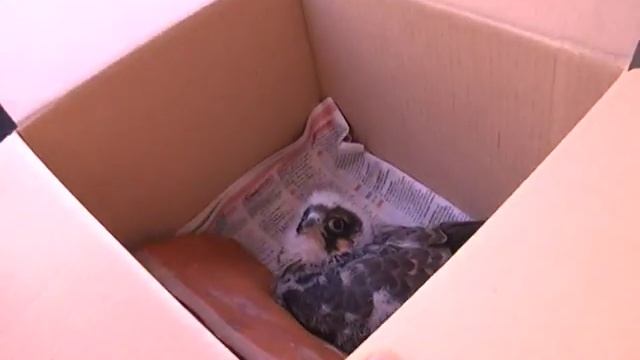Самарцы спасли выпавшего из гнезда сокола смотреть онлайн