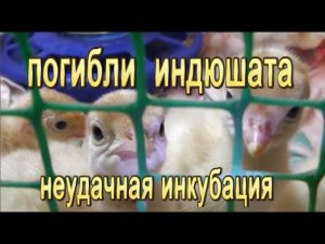 ПОГИБЛА ТРЕТЬЯ ЧАСТЬ НЕ ВЫЛУПИВШИХСЯ НО СФОРМИРОВАВШИХСЯ ИНДЮШАТ