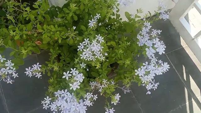 Outdoor Plant: Plumbago Auricular / Cape Plumbago / Blue Plambago смотреть онлайн