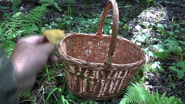 ?ГРИБЫ В ПОДМОСКОВЬЕ.?БЕЛЫЕ, ОПЯТА, ЛИСИЧКИ, СЫРОЕЖКИ.?ПРОБУЮ ГРИБ ПОДОРЕШНИК?СЕЛЁДКА смотреть онлайн