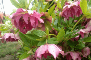 Морозник, Геллеборус или Зимовник. Как обрезать весной? (Helleborus)