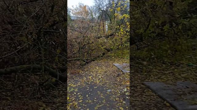 VID 20231019 115013 смотреть онлайн