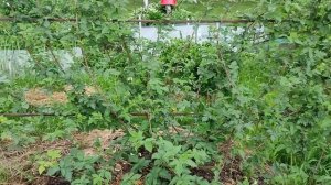 Ежевика Карака Блэк 2022