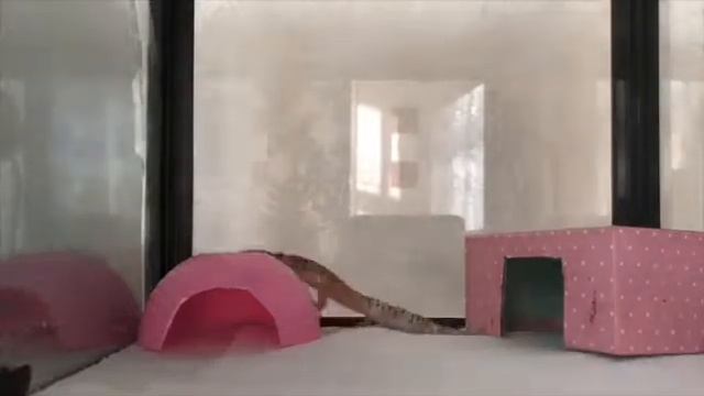 Кормление эублефара: Чиби кушает... peach_gecko. смотреть онлайн