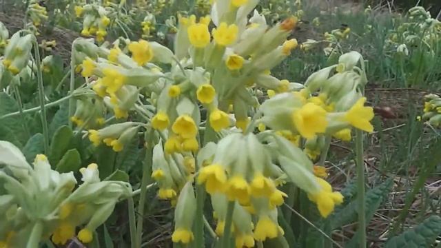 Расставляю ловушки для ловли пчёл при помощи тачки и когтей смотреть онлайн