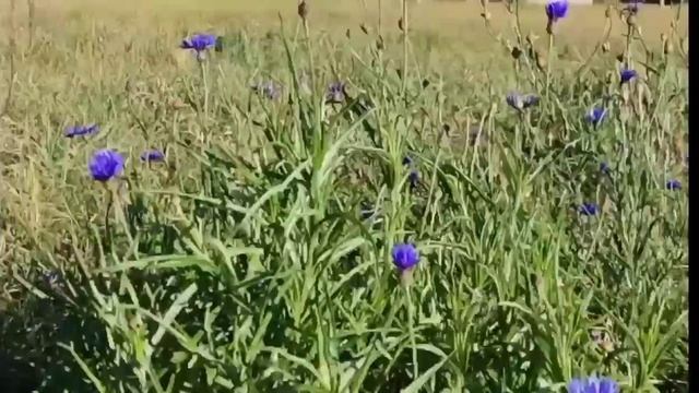 Дом в деревне Збаровичи смотреть онлайн