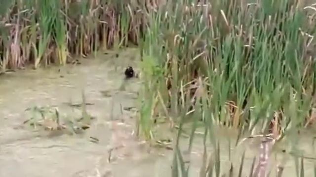 Водяная курочка и сильный ветер! смотреть онлайн