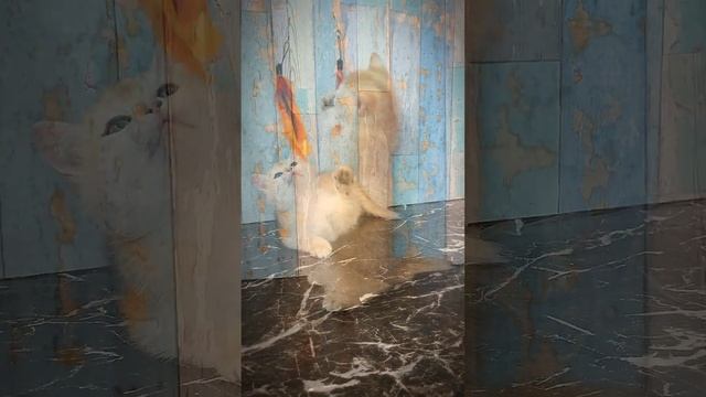 ??? Утреннее настроение - котенок окраса золотая шиншилла, британская кошечка #кошки #кошка #котята смотреть онлайн