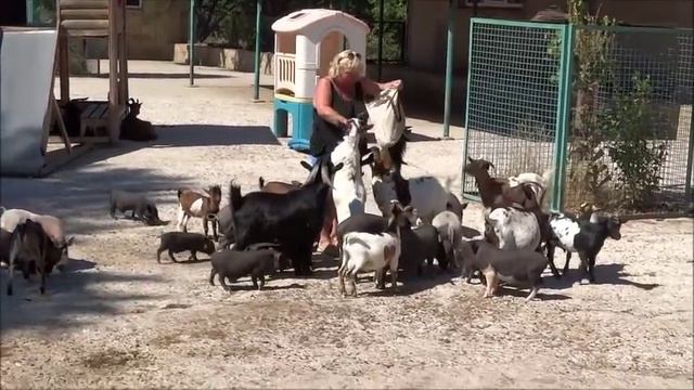 Бабушкин дворик в сафари парке львов Тайган смотреть онлайн