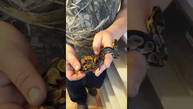 Update on the 3 ball python eggs i cut смотреть онлайн
