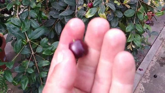 Refreshing Magenta Lilly Pilly / Bush Cherry (Syzygium paniculatum) смотреть онлайн