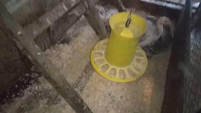 Чистотет в опилки в подстилку и в гнезда смотреть онлайн