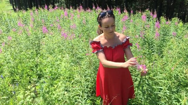 Иван чай или Кипрей (Копорский чай) смотреть онлайн