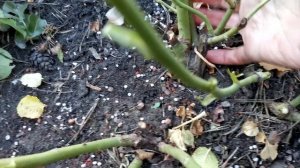 #Розы Осенние работы  с розами Как я обрезаю розы спрей .