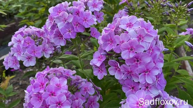 Флокс Younique Mauve (Юник Маув) селекции Яна Вершхора, в моем саду смотреть онлайн