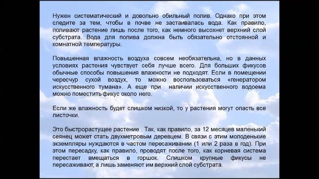 Бонсай Фикус священный смотреть онлайн