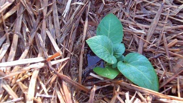 Выращивание картофеля из семян (часть 2) / Выращиваем суперэлиту картофеля из семян смотреть онлайн