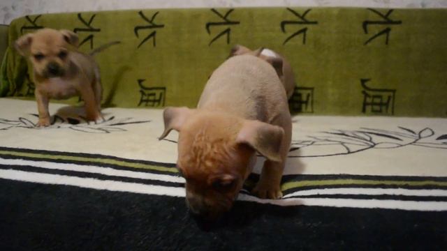 Питомник "Feniks Ra" предлагает щенков АСТ на продажу (мальчики) смотреть онлайн