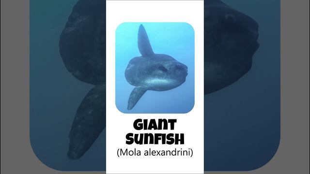 3 Species of Sunfish | Family: Molidae, Genus: Mola смотреть онлайн