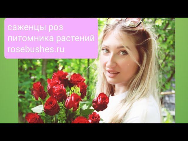 Саженцы роз питомника растений rosebushes.ru - Гейша, Бурбон Стрит, Ред Ай Бейби Кримсон Шекспир смотреть онлайн