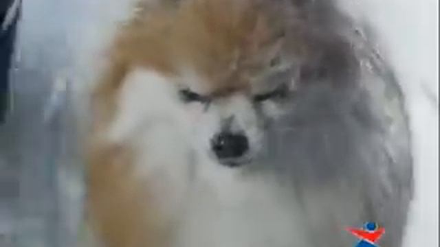 Спортмастер - с удовольствием вместе. Мокрые лапы смотреть онлайн