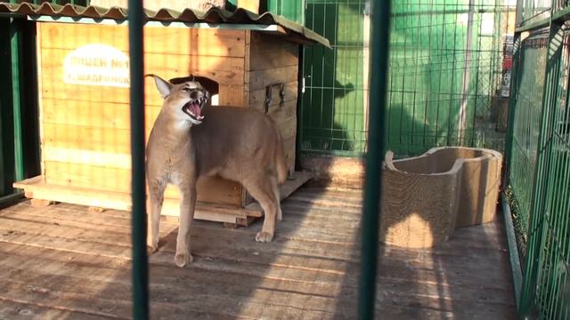 НАУЧНЫЙ КРУЖОК. На страже прав диких животных