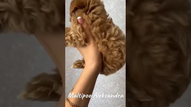 Мальтипу ф1 микро Корея ❤️extra Baby Face ?? смотреть онлайн