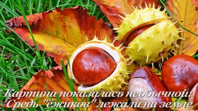 Каштановые бусы