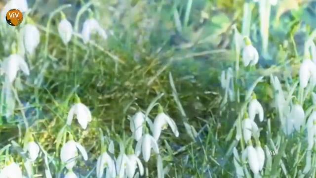 Spring ~Alexander Katlin