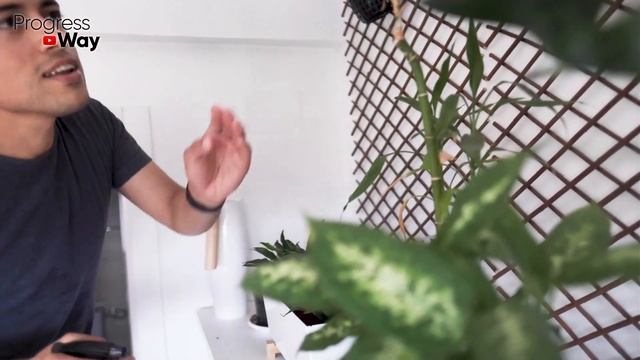 Растение Будет Как На Картинке Если Делать Так! Как Ухаживать За Домашней Фиттонией? Фиттония Уход! смотреть онлайн