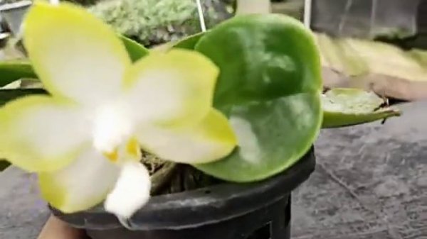 Phalaenopsis Patti Lee