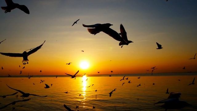 Birds Sound For Deep Sleeping смотреть онлайн