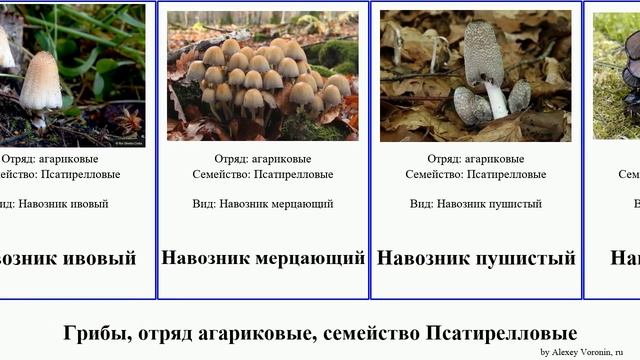 Грибы, отряд агариковые, семейство Псатирелловые навозник fungus ивовый Agaricales рассеянный смотреть онлайн