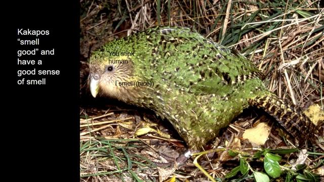 10 Interesting Facts About Kakapos смотреть онлайн