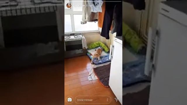 Beagle pequeño bicolor смотреть онлайн