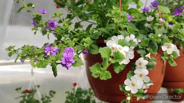 Петуния в кашпо. смотреть онлайн