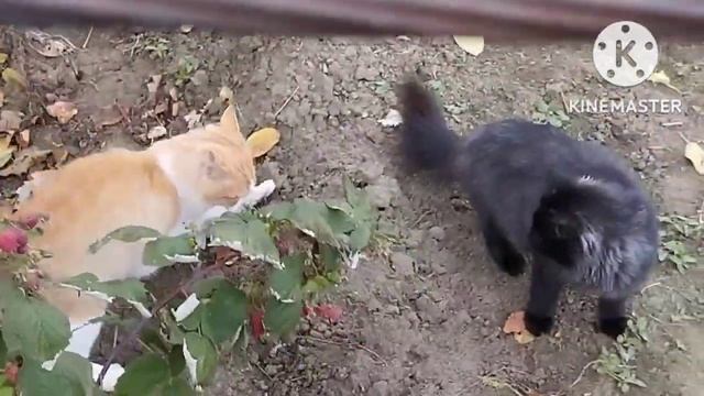 Переехали на Юг/ Мои котики помогают собирать орехи/ уборка во дворе/ смотреть онлайн