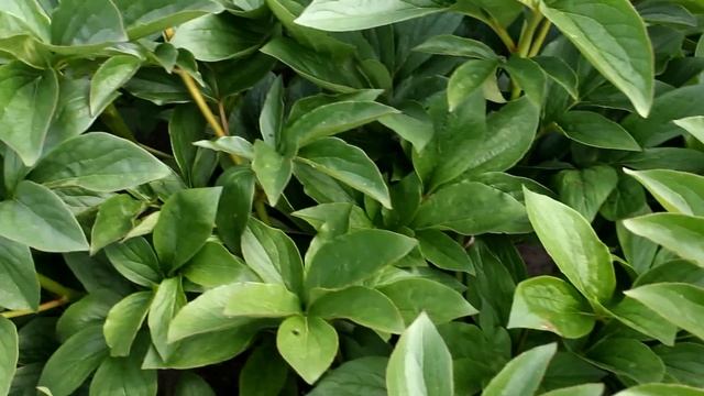 Hybrid Old Faithful | R2 Flowers BV | Peonies смотреть онлайн