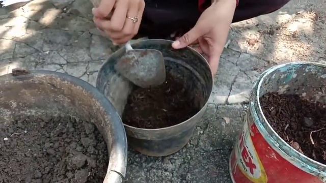 How To Grow Bougenville Flower with Arsi || English Lesson смотреть онлайн