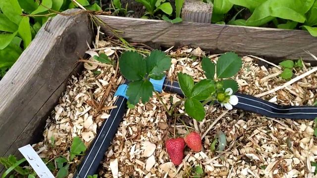 Клубника Сан Андреас, Монтерей, Кабрила смотреть онлайн