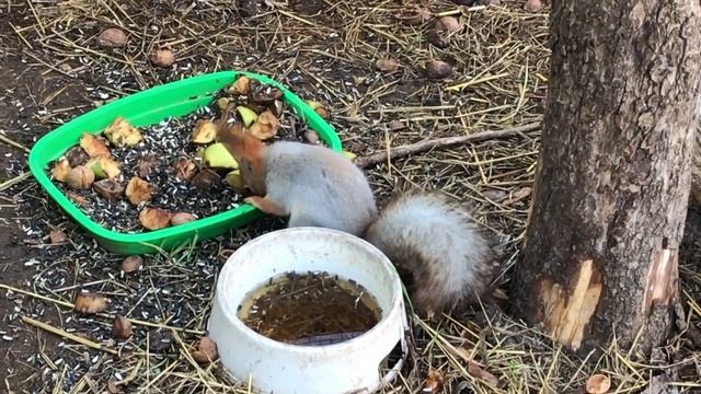 Олег Зубков: про бурундуков смотреть онлайн