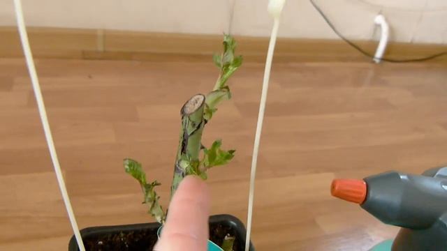 ОТЛИЧНЫЙ Результат посадки розы в кашпо! ПРОДОЛЖЕНИЕ  от 7 марта 22г.