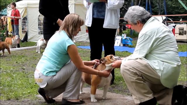 Class intermedia+open FEMALE - DOG SHOW БУЛЬДОГ. Эксперт MORENO MALTAGLIATI (Италия) смотреть онлайн