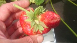 Земляника Великобритания в Омске, урожай 2019г!