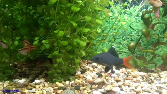 Барбус вишневый. Содержание и разведение в аквариуме. смотреть онлайн