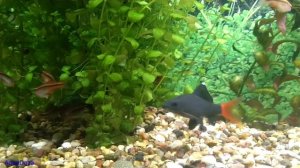 Барбус вишневый. Содержание и разведение в аквариуме.