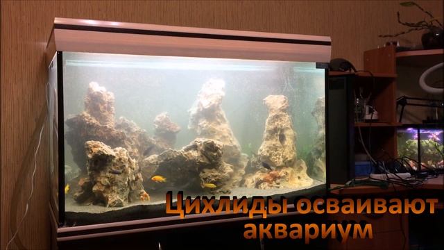 создание цихлидника смотреть онлайн